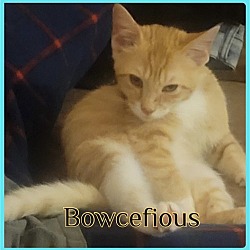 Photo of BOWCEFIOUS