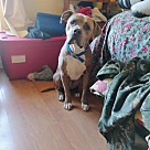 Adopt A Pet :: Charlie - Locust Grove, GA
