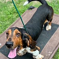 adopt a pet