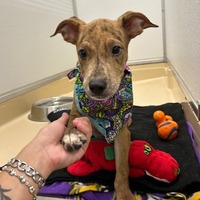 adopt a pet