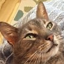 Thumbnail photo of ERNEST/ single cat home #4