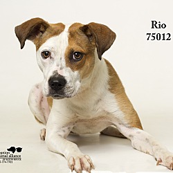 Thumbnail photo of Rio  (Foster Care) #4
