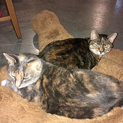 Photo of Gabby and Snickers 