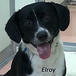 Photo of Elroy
