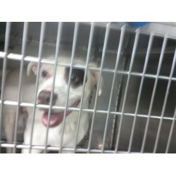 Photo of DEXTER