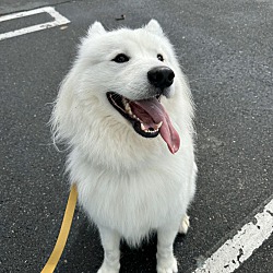 Samoyed online poodle mini