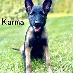 Thumbnail photo of Karma #1