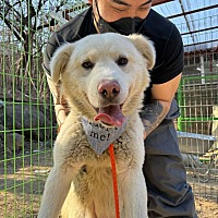 adopt a pet