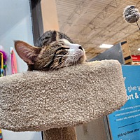 adopt a pet