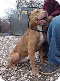 adopt a pet com