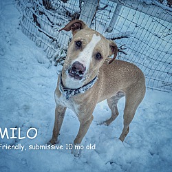 Thumbnail photo of MILO #1