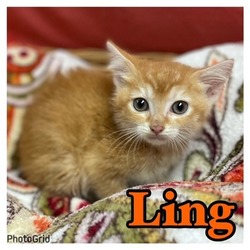 Photo of Ling