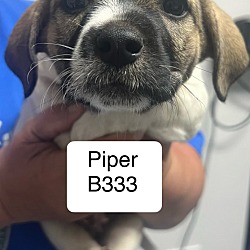 Thumbnail photo of Piper B333 #1