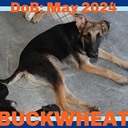 Thumbnail photo of BUCKWHEAT #1