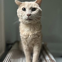 adopt-pet