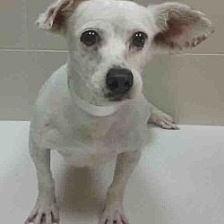Thumbnail photo of ADOPTED!!!   Chele #1