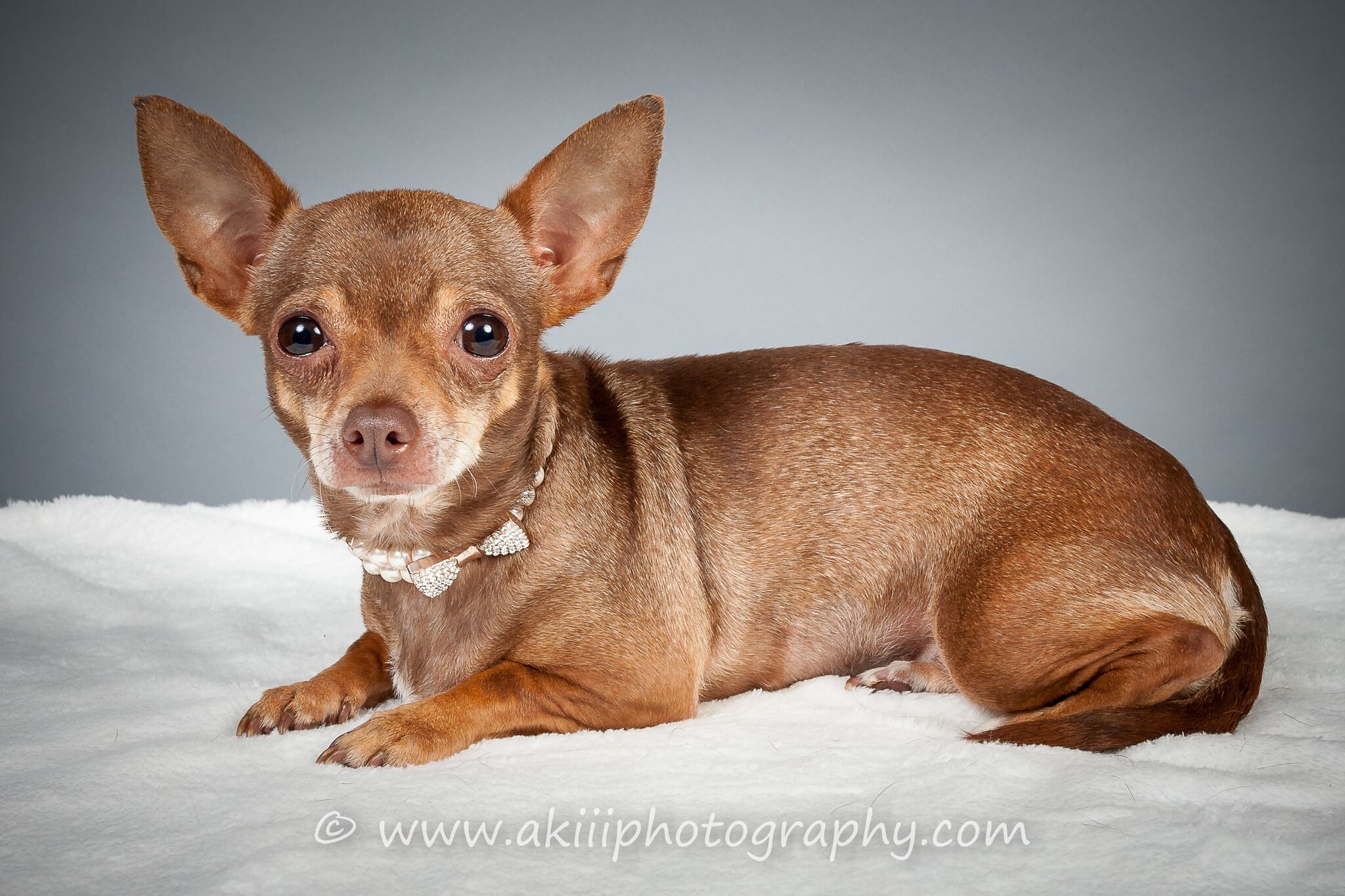 southern chihuahua rescue and adoption