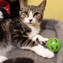Thumbnail photo of Finch, Piper( Adopted Phoenix #2