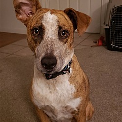 Photo of Maple