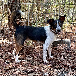 Photo of Bandit the Rat Terrier Heeler