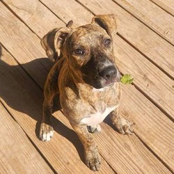 Photo of Stella