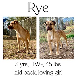 Thumbnail photo of Rye #1
