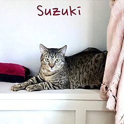 Thumbnail photo of Suzuki #3