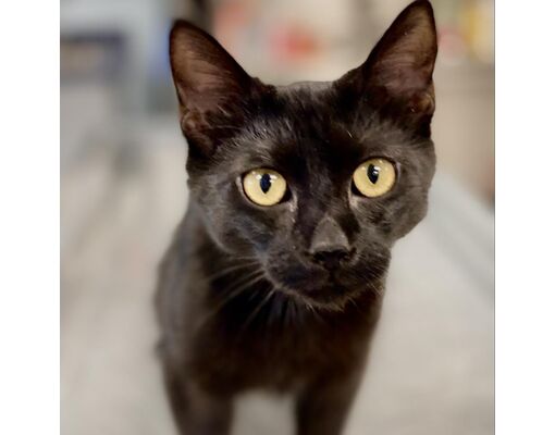 Blue Ridge, GA - Domestic Shorthair. Meet Jingles a Pet for Adoption ...