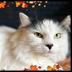 Thumbnail photo of Mimi - 6 years young! #2