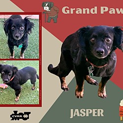 Thumbnail photo of Jasper (GrandPaws) #1