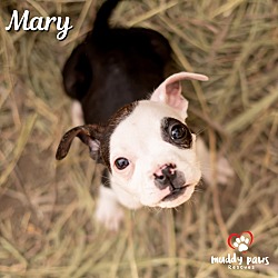 Thumbnail photo of Hocus Pocus Litter: Mary #3