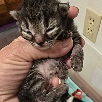 Adopt A Pet :: Tiny - Leonardtown, MD