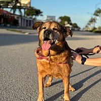 adopt a pet