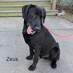 Thumbnail photo of Zeus #4