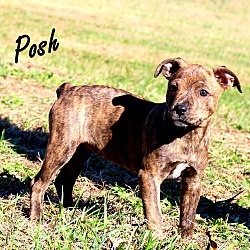 Thumbnail photo of Posh~adopted! #2