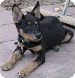 australian shepherd puppies for sale los angeles lara adopted puppy los angeles ca german shepherd dog australian shepherd puppies for sale los angeles lara adopted puppy los angeles ca german shepherd dog