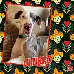 Thumbnail photo of Churro #2