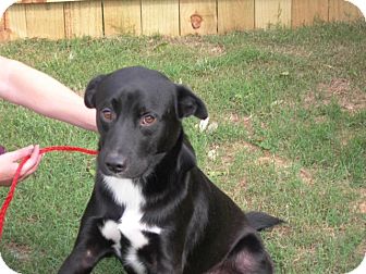 Evans Ga Labrador Retriever Meet Clyde A Pet For Adoption