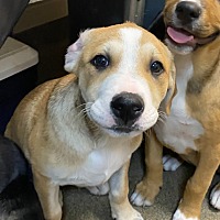 adopt a pet
