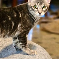 adopt-pet