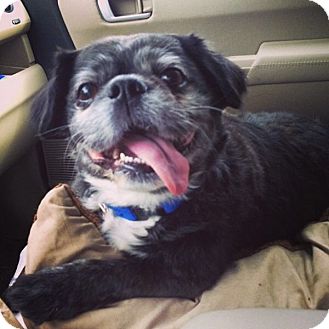 boston terrier pekingese mix