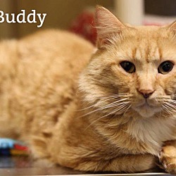 Thumbnail photo of The Buddy's #1