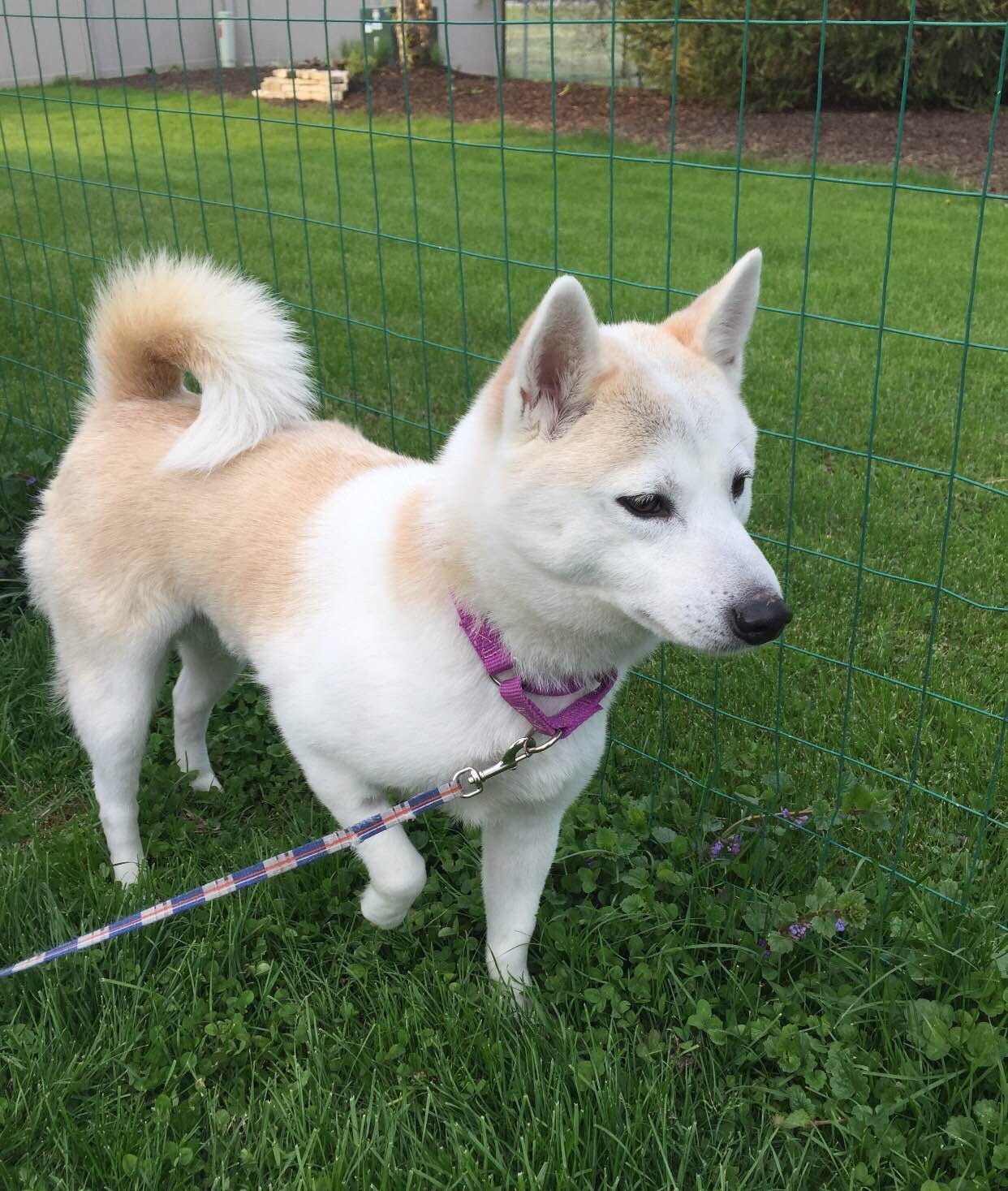 Wethersfield Ct Shiba Inu Meet Kumi A Pet For Adoption
