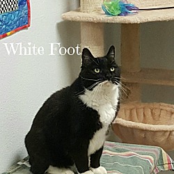 Photo of White Foot