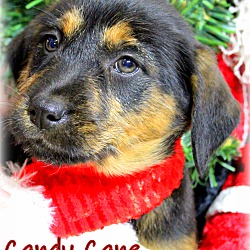 Thumbnail photo of Candy Cane #1