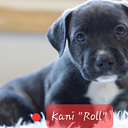 Thumbnail photo of Kani "Roll" the Shepherd Mix #2