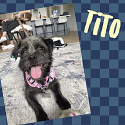 Photo of TITO