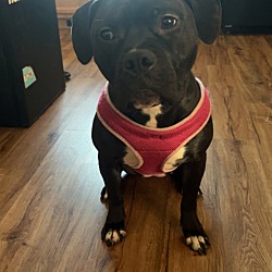 Photo of Suki