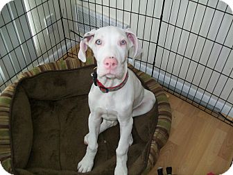great dane puppies michigan great dane puppies michigan
