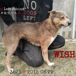 Thumbnail photo of Wish 3821 #1